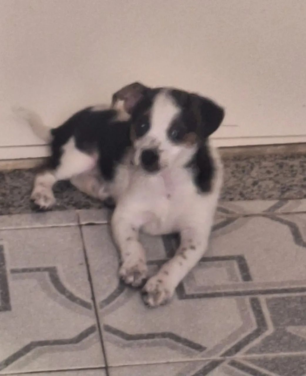 Adoção  responsável  - Foto 3