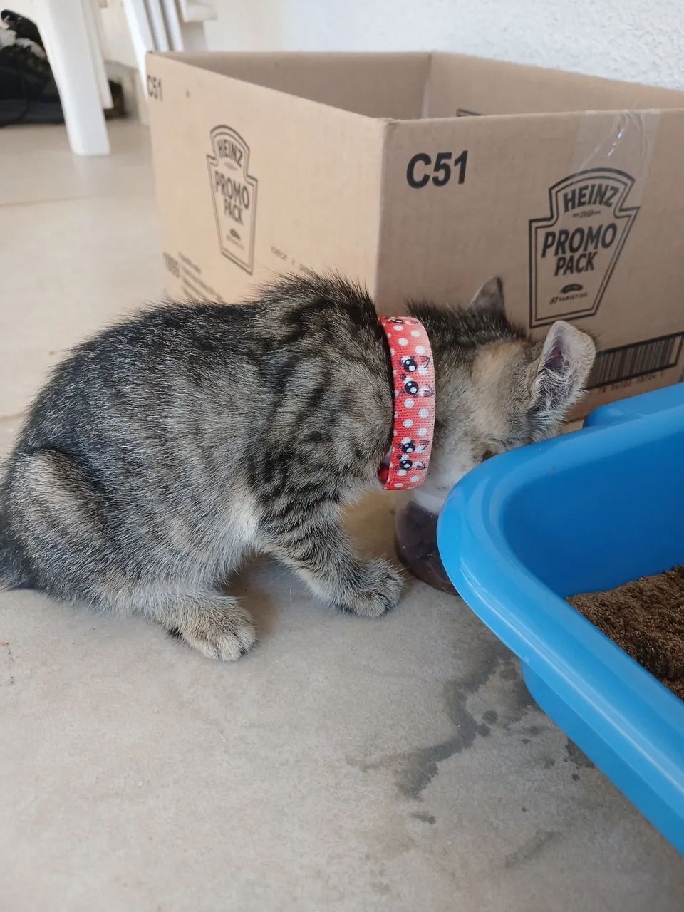 Gatinho
