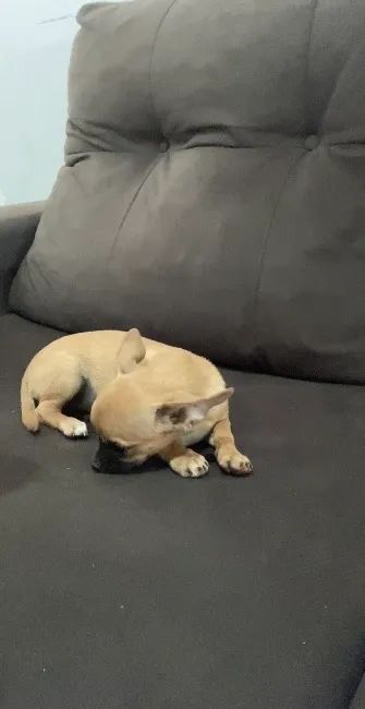Chihuahua 