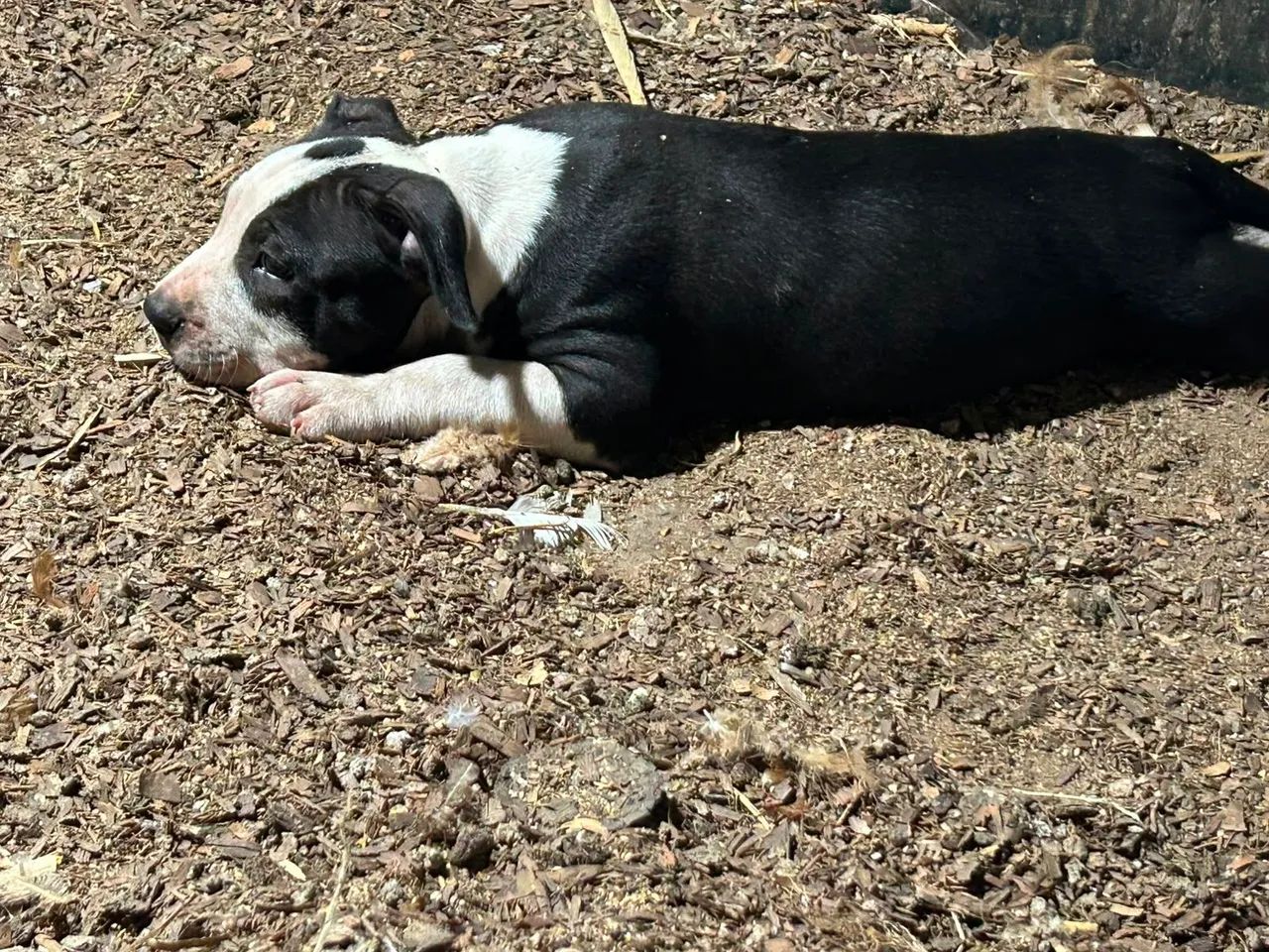 Pitbul 