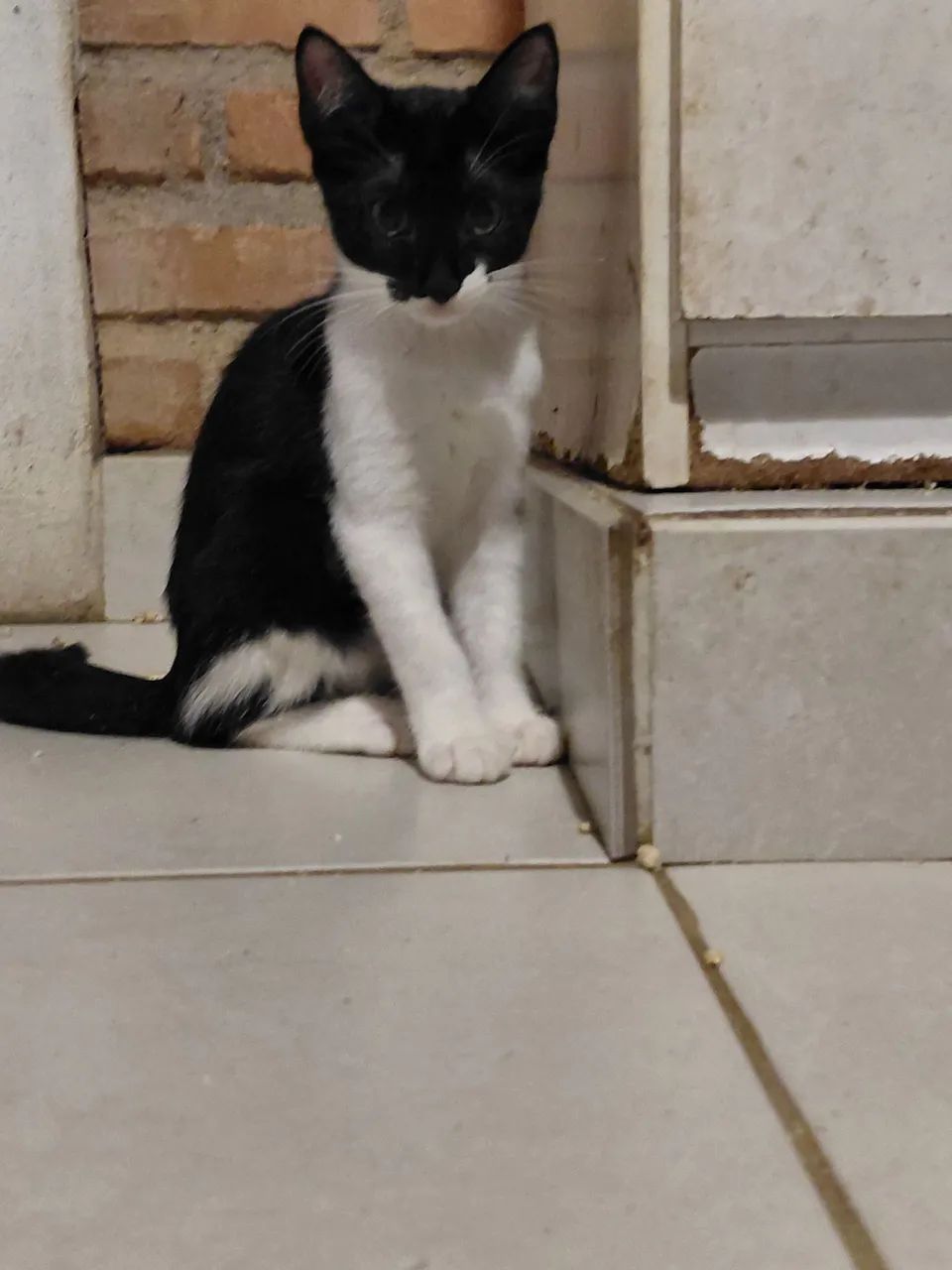 Adoção  - Foto 2