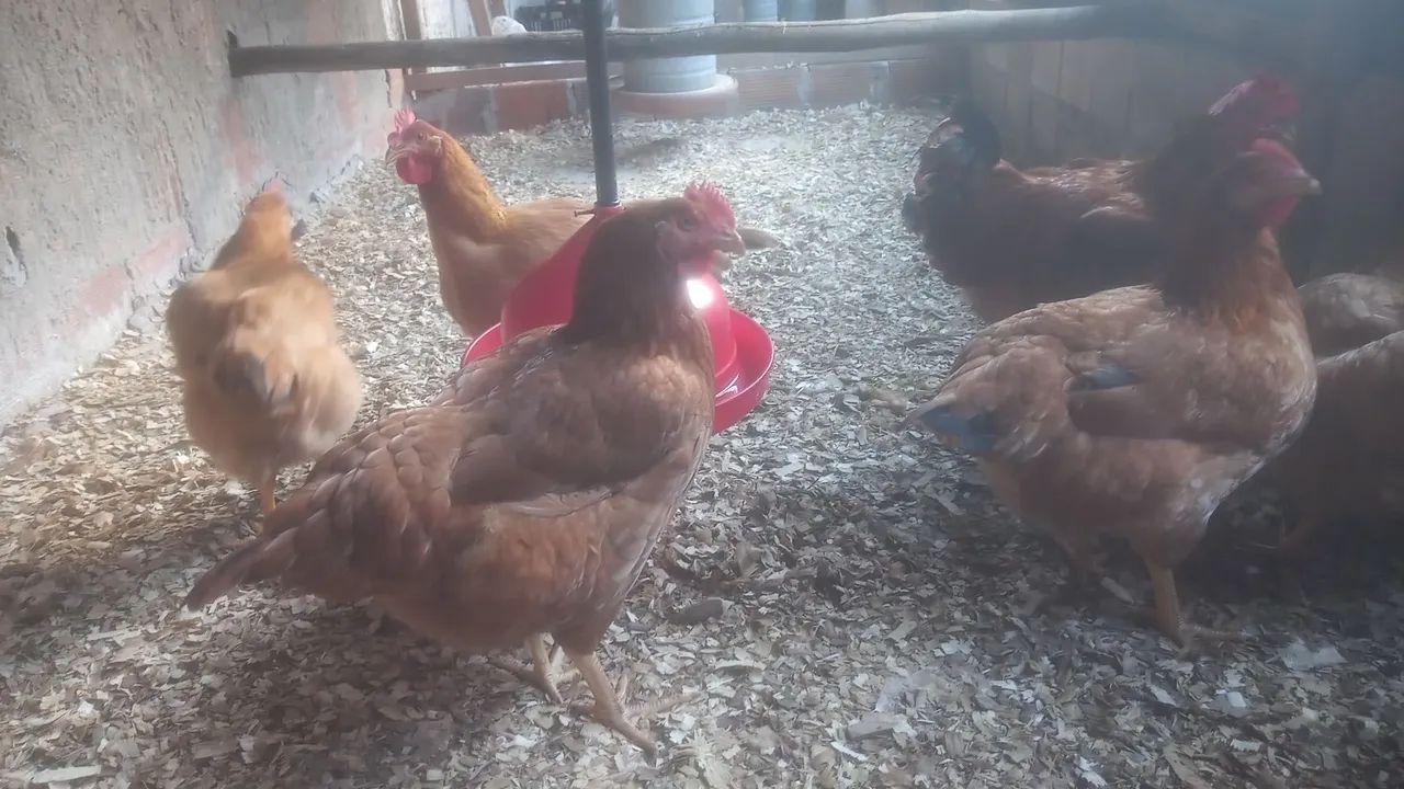 Venda de galinha - Foto 2