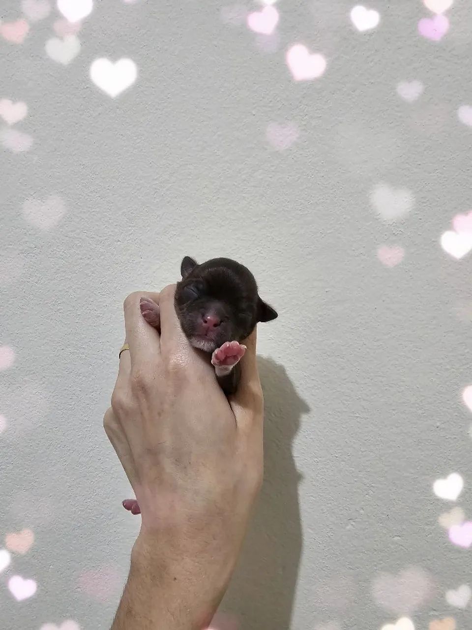 Chihuahuas - Foto 4