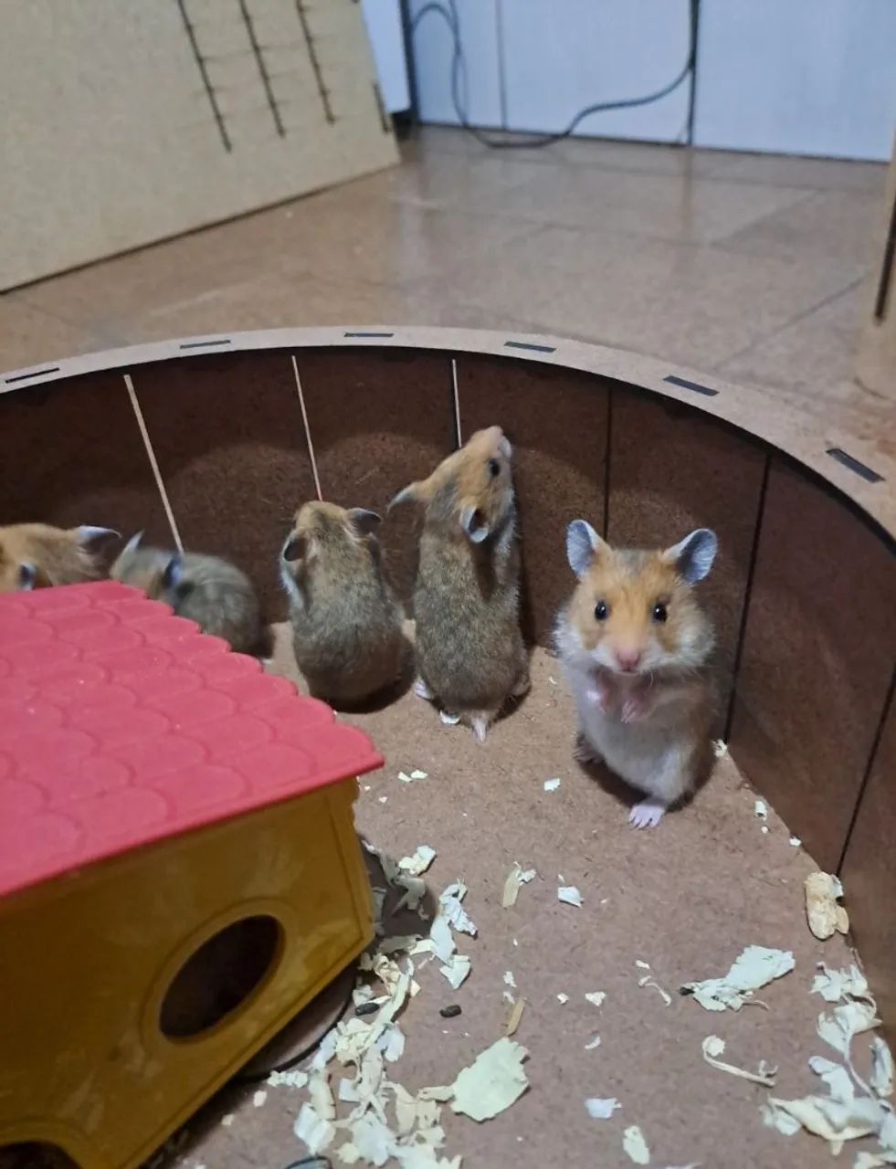 Filhotes de Hamster-sírio 