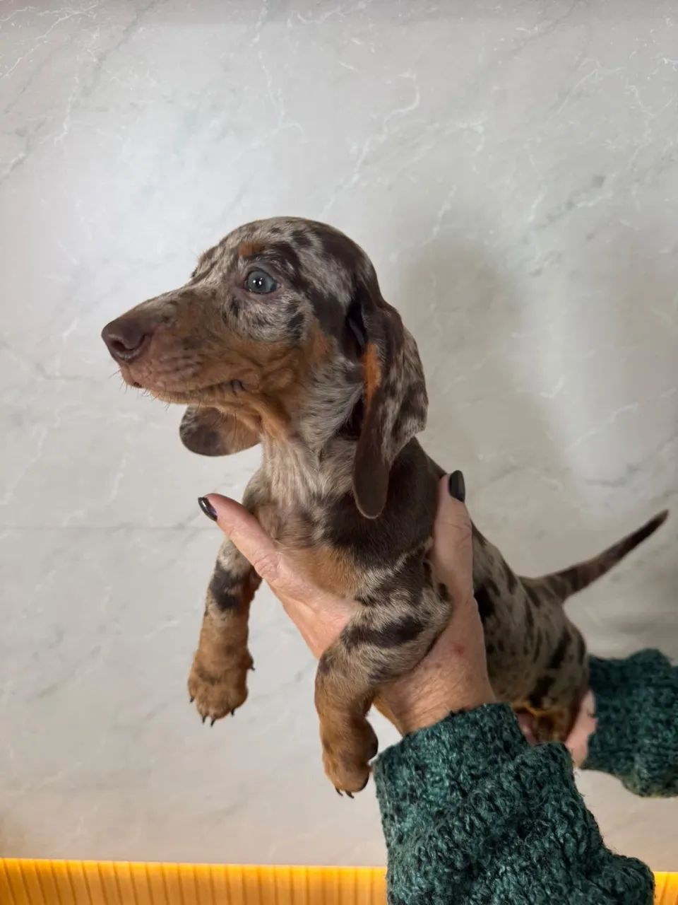 dachshund salsichinha  - Foto 3