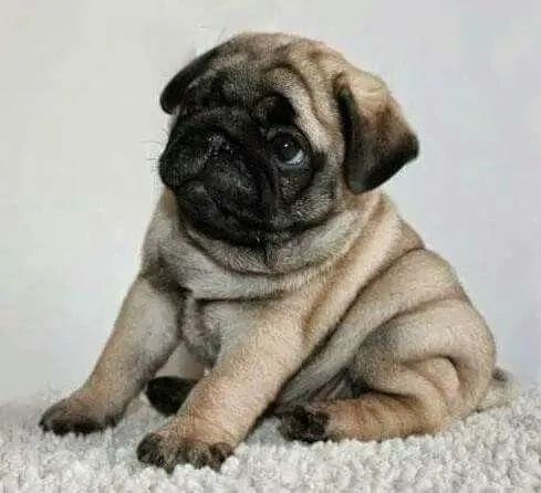 Pug Filhotes - Foto 2