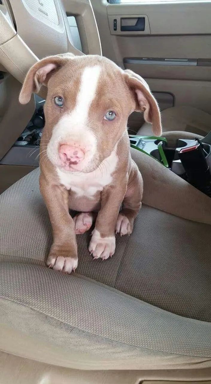 Pitbull Energia que Renova
