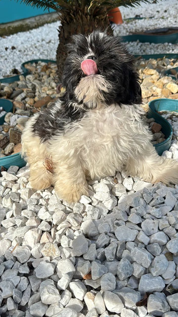 Shihtzu  - Foto 2