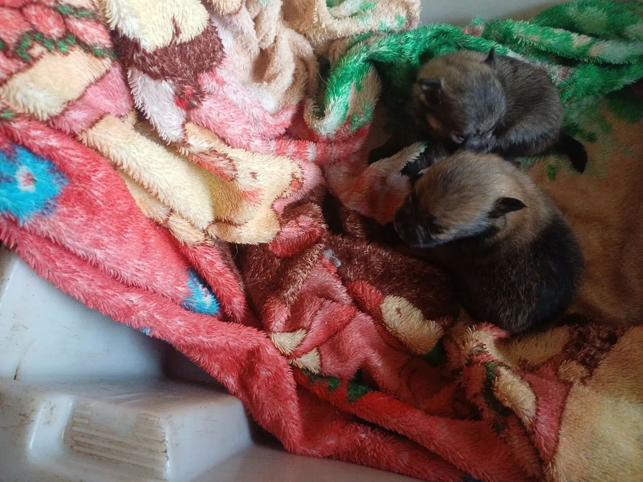Animais de estimação  - Foto 4