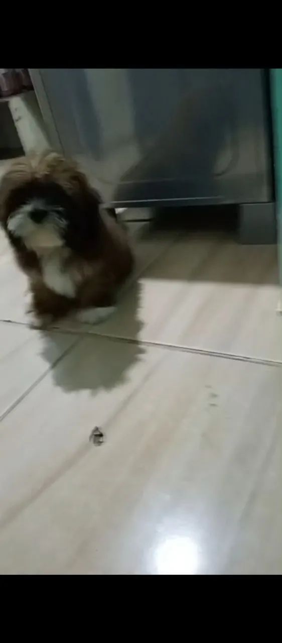 Doação de cachorro  - Foto 5