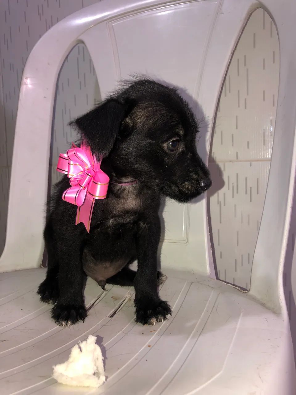 cachorrinhos em doação  - Foto 3