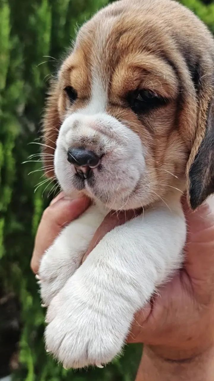 Belíssimos filhotes de Beagle 