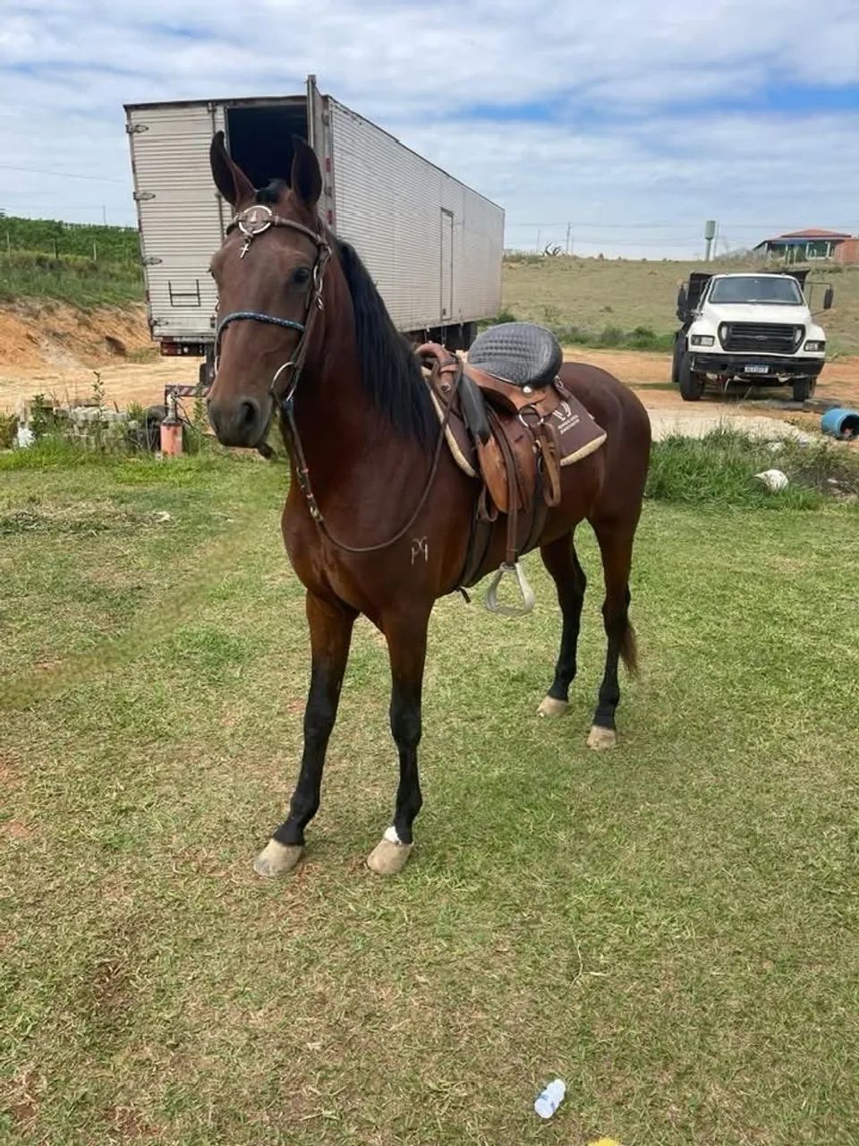 Cavalo  - Foto 2
