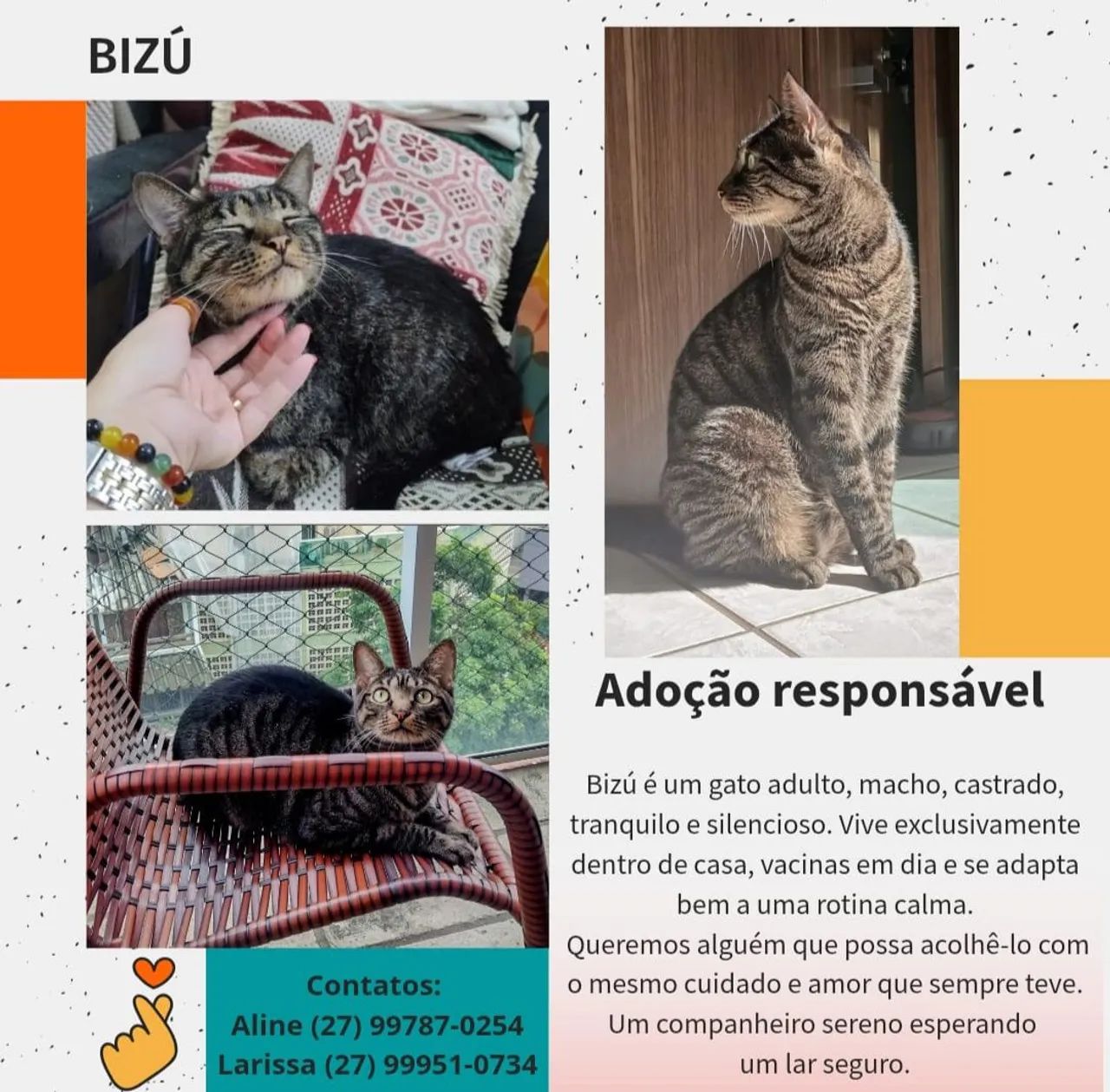 Gato Macho Adulto 