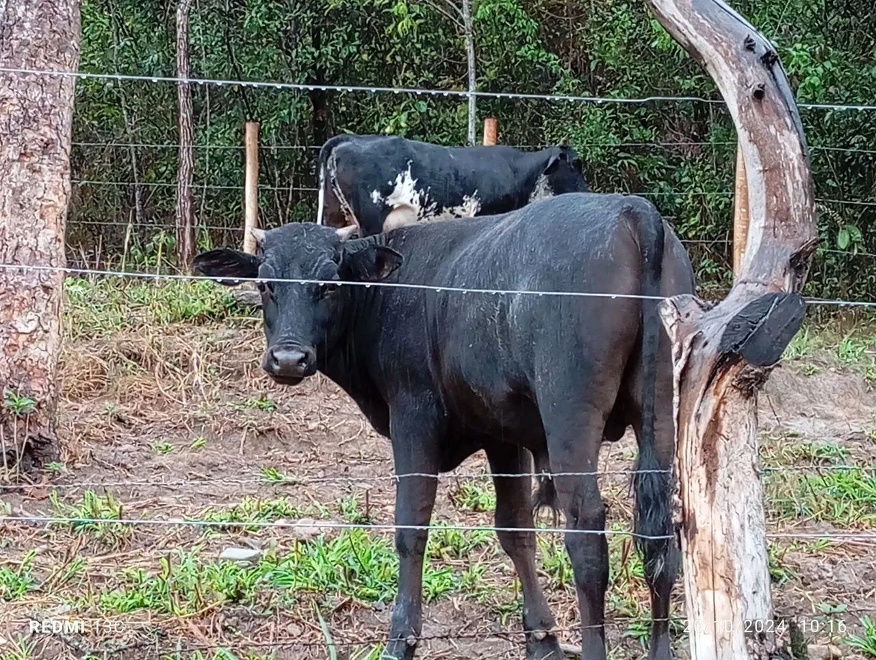 Agropecuária  - Foto 5