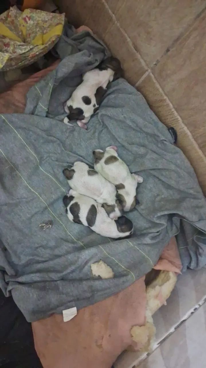 Filhotes de ShihTzu  - Foto 3