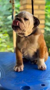 cachorro