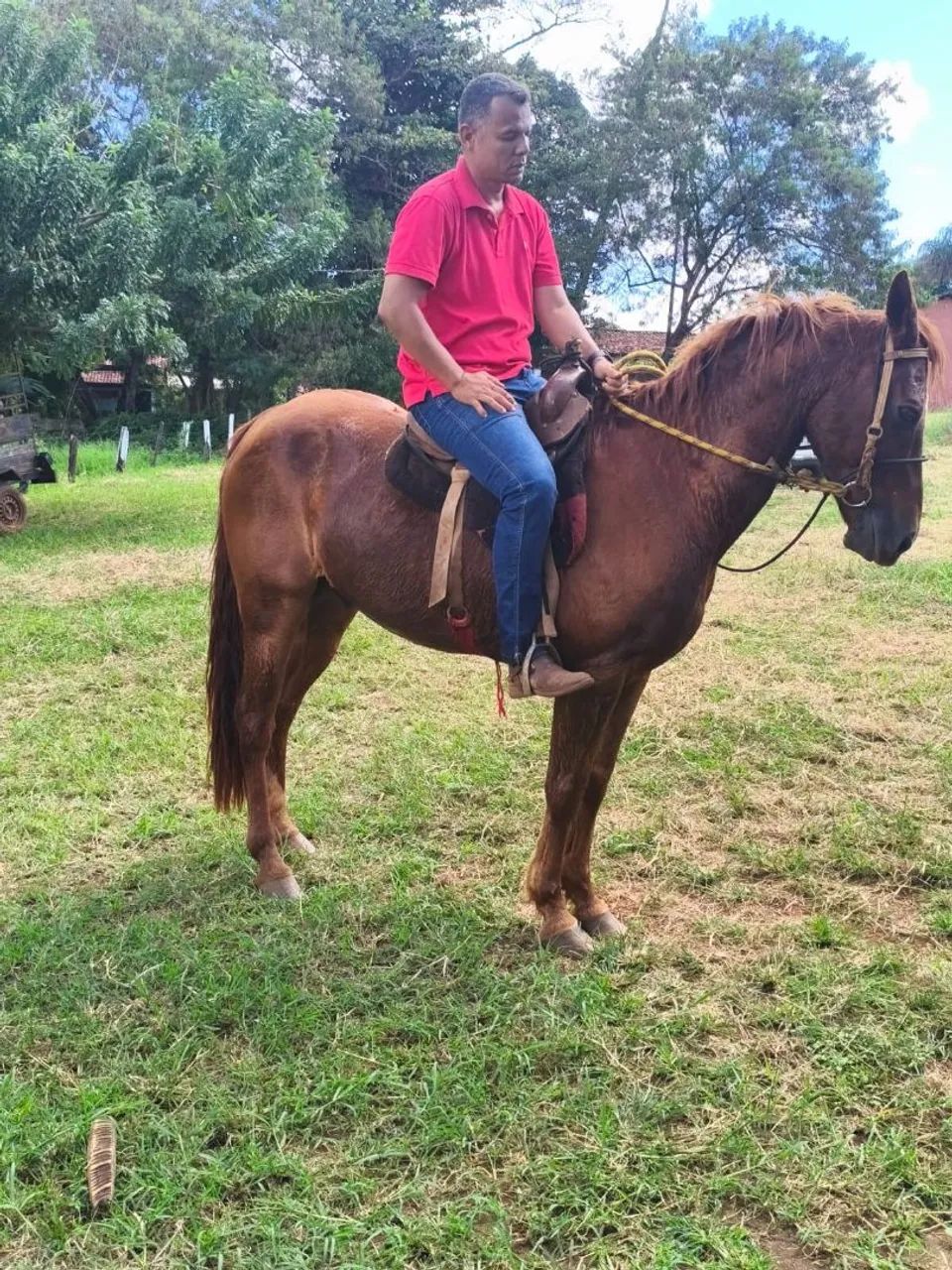 Cavalo QM porte alto e forte 