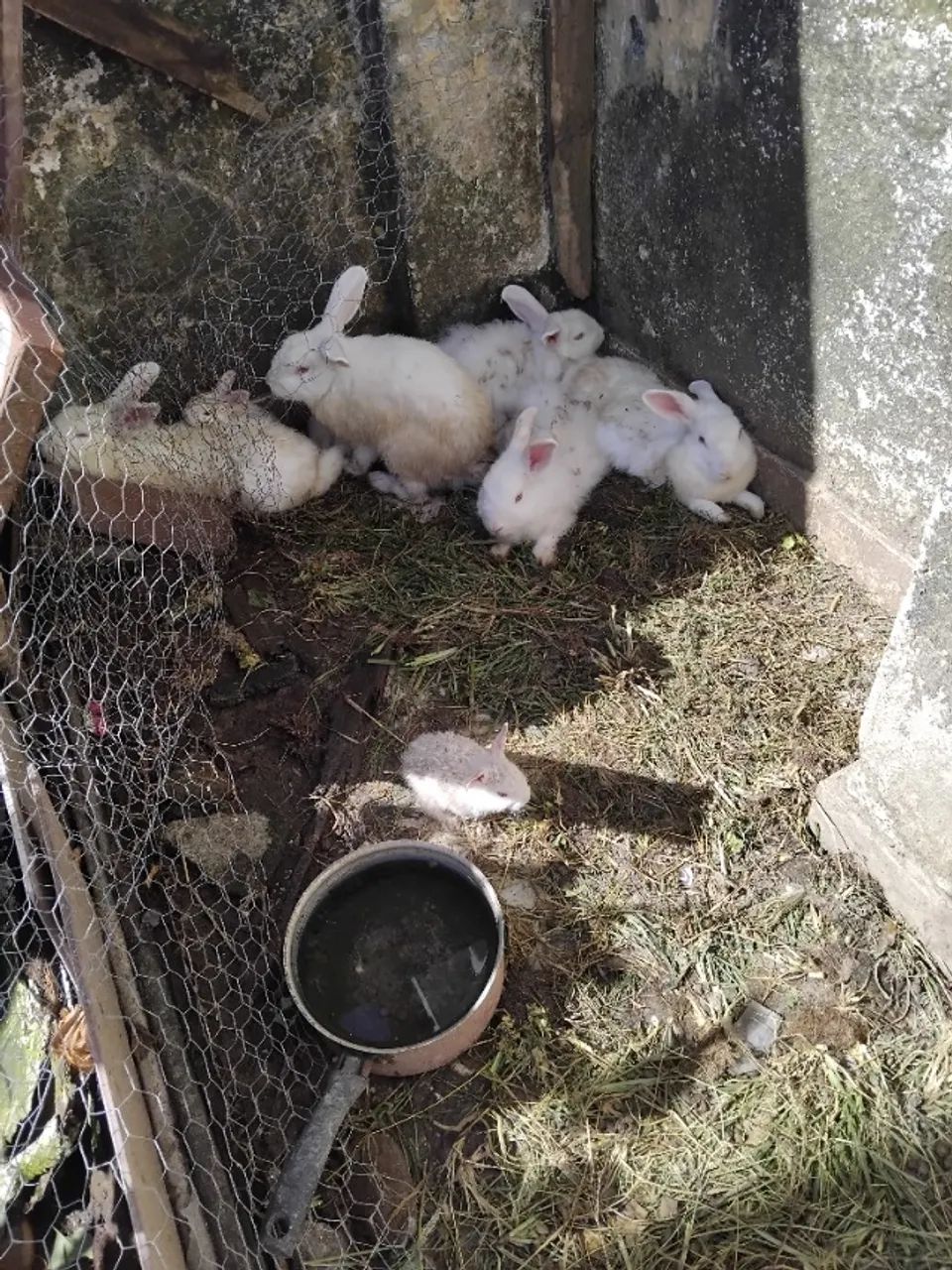 Coelhos - Foto 3