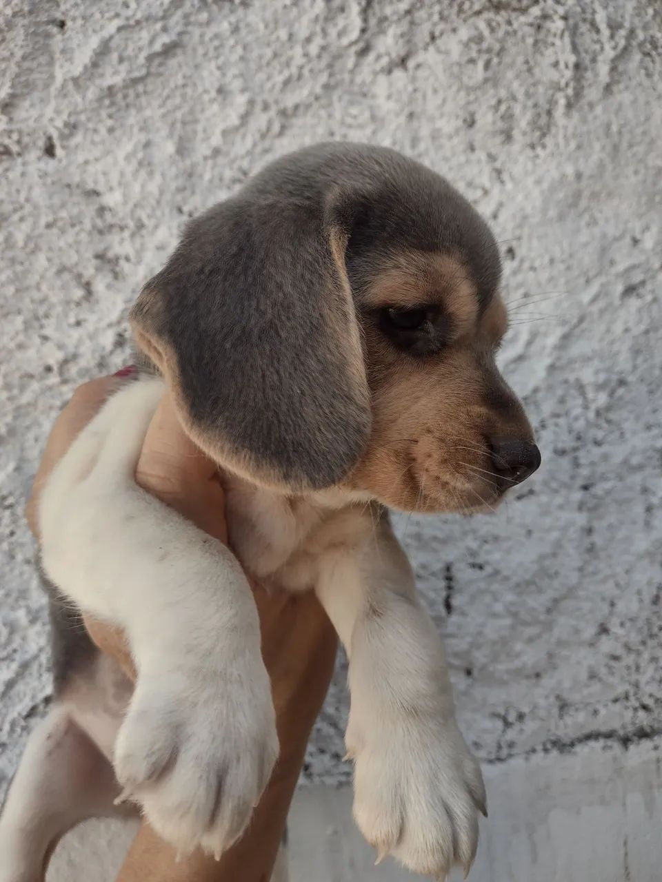 Beagle 13 polegadas c/ pedigree CBKC  - Foto 5