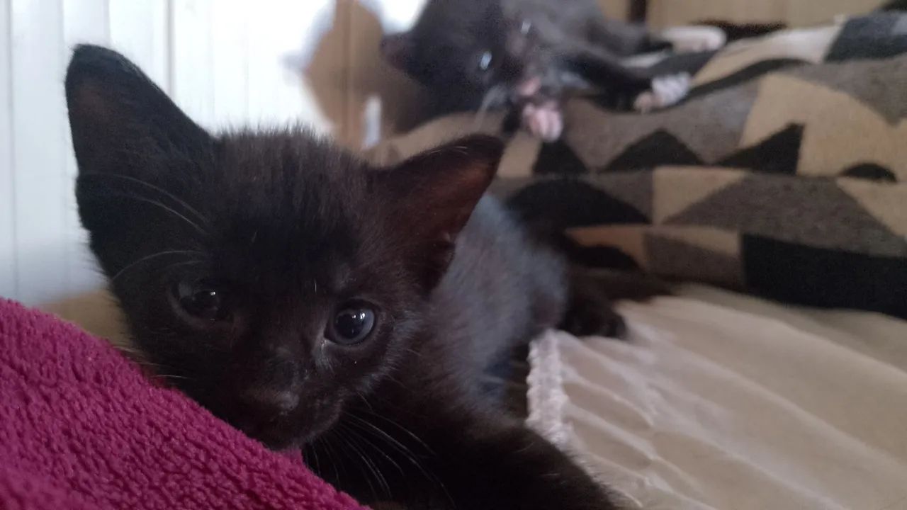 Doação de gatinho  - Foto 5