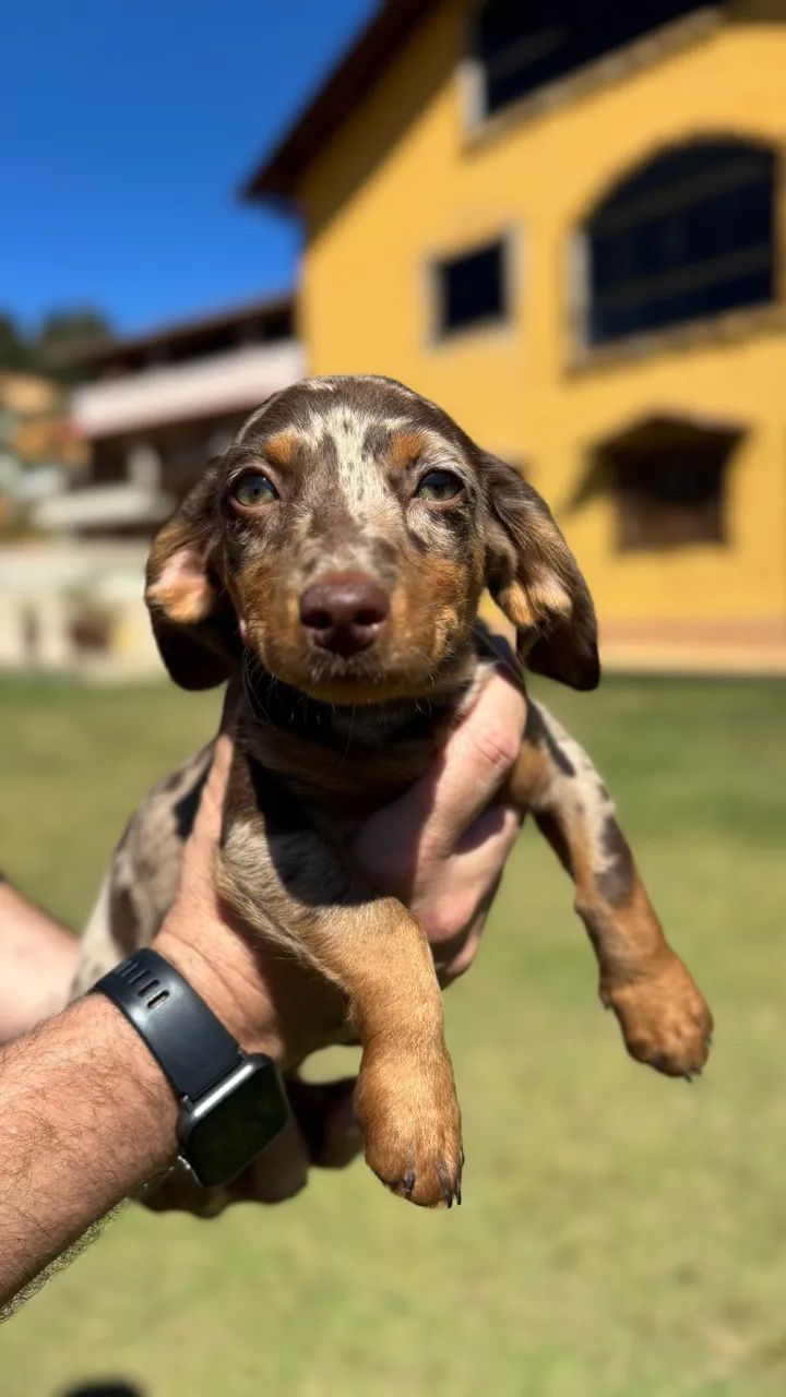 Salsichas Dachshund  - Foto 2