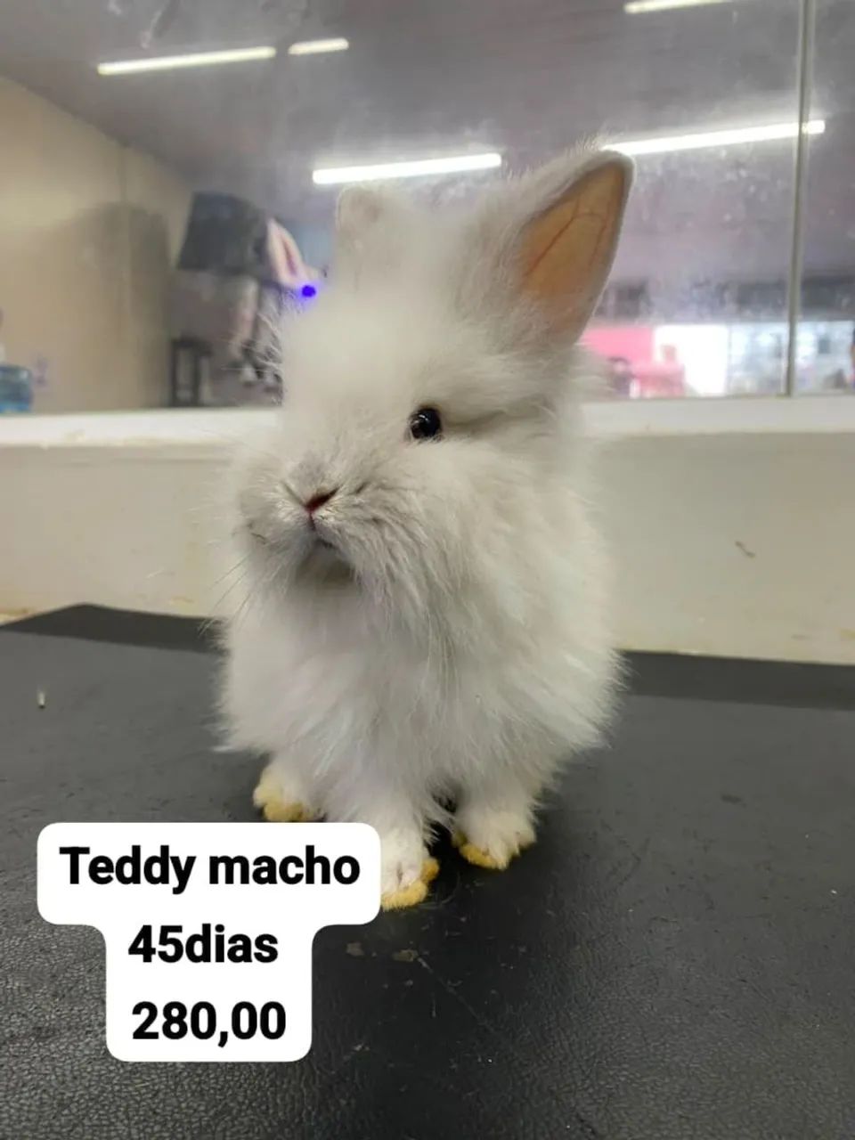 Mini coelhos  - Foto 3