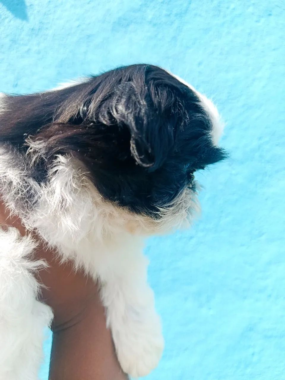 Shih tzu Macho  - Foto 2