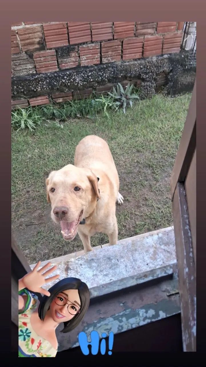 Labrador para adoção responsavel