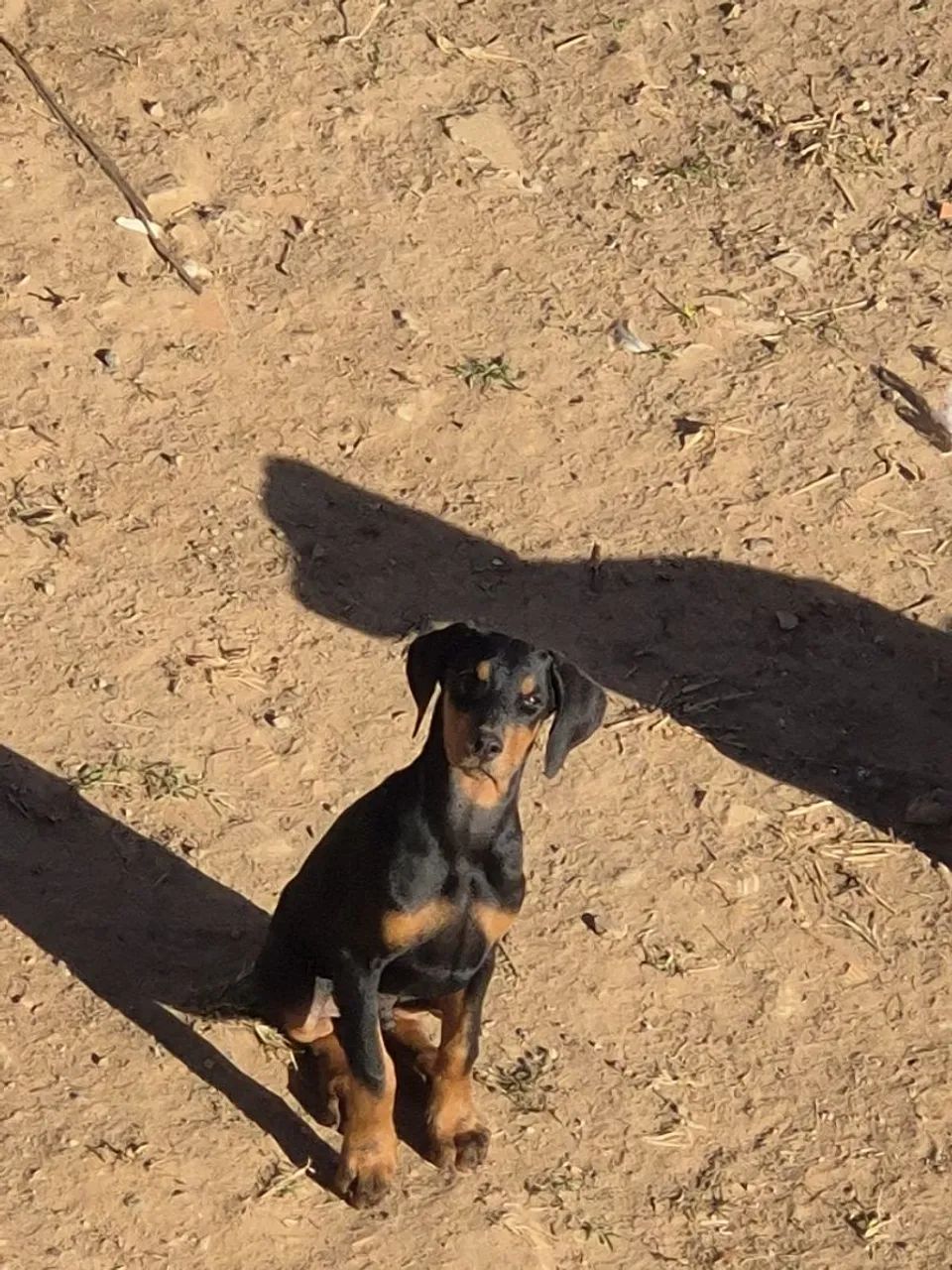 Doberman  500