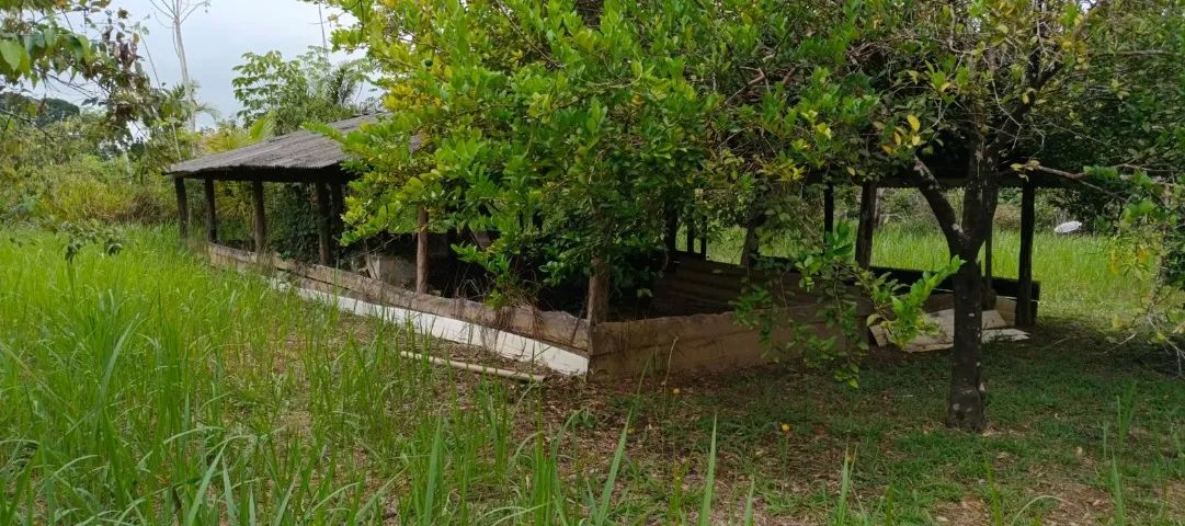 Sítio à venda br-319 Km 110 - Foto 3