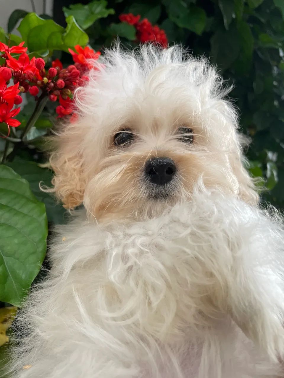 Vendo filhote poodle micro toy 3 meses