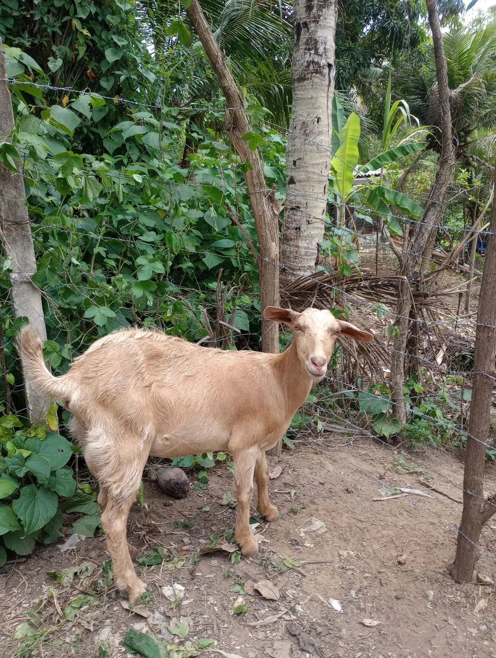 Cabras e bodes a venda - Foto 3