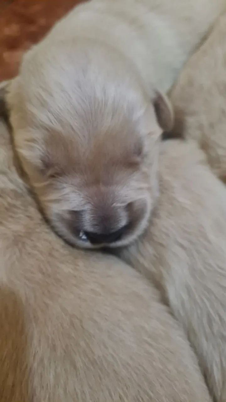 Golden Retriever  - Foto 5