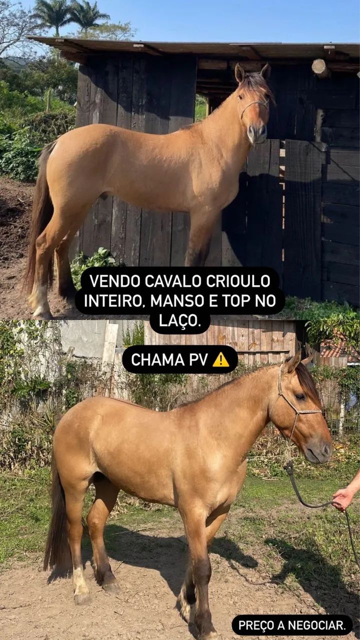 Cavalo Crioulo - Foto 5
