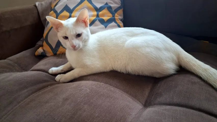 Doação de gato - Foto 2