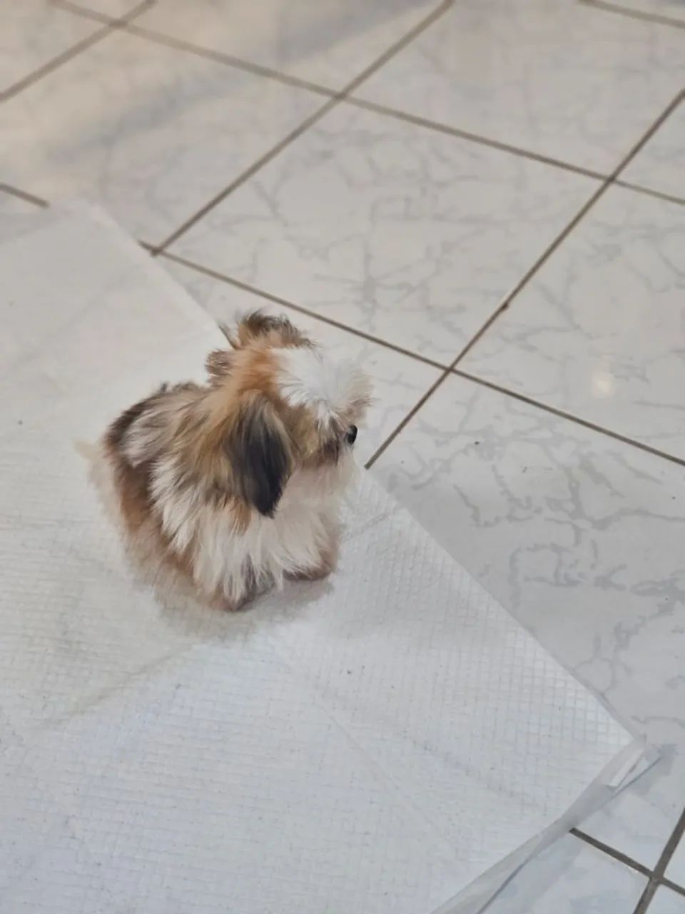 Filhote de shihtzu, disponivel.