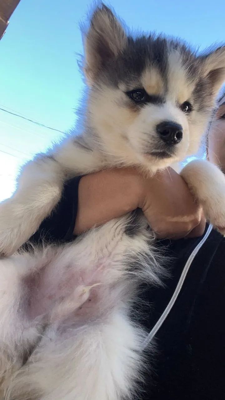 Husky Siberiano macho