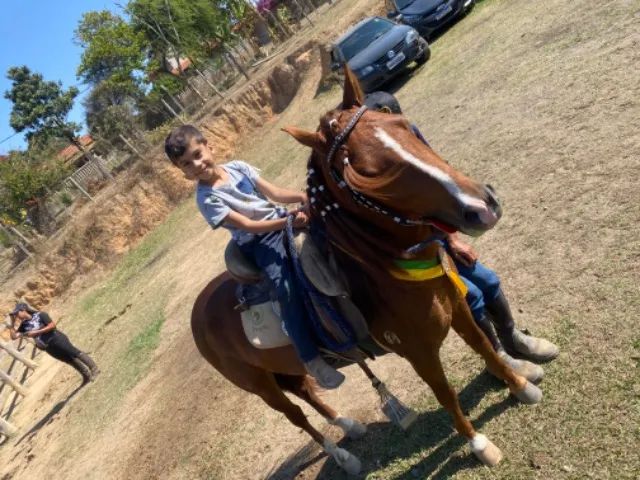 Cavalo piquira - Foto 3