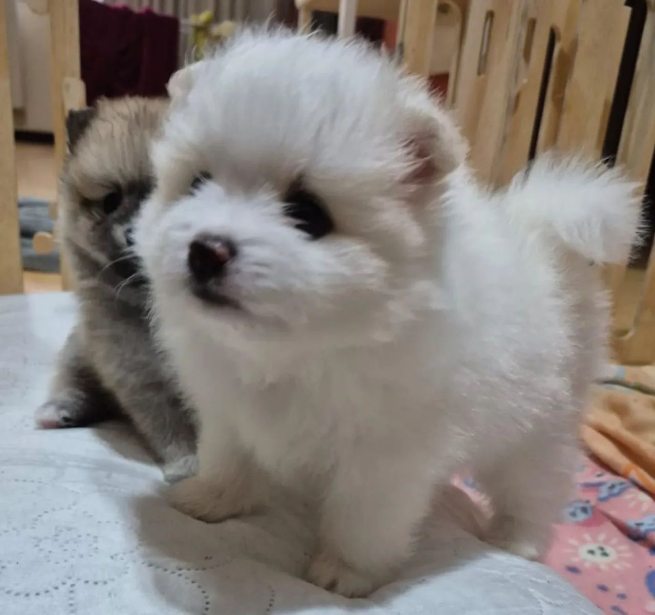 Filhotes de Spitz Alemão  - Foto 3