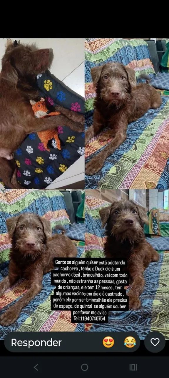 Doado esse cachorro.