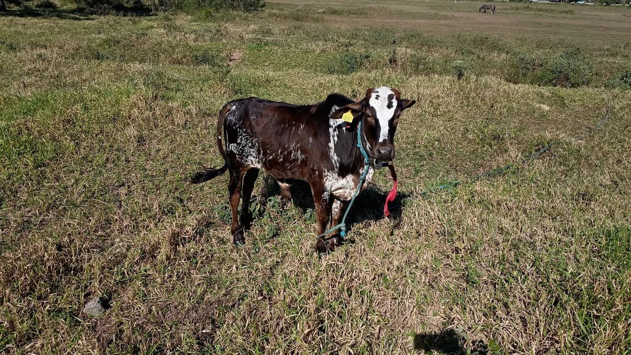 Vendo terneiros  - Foto 2