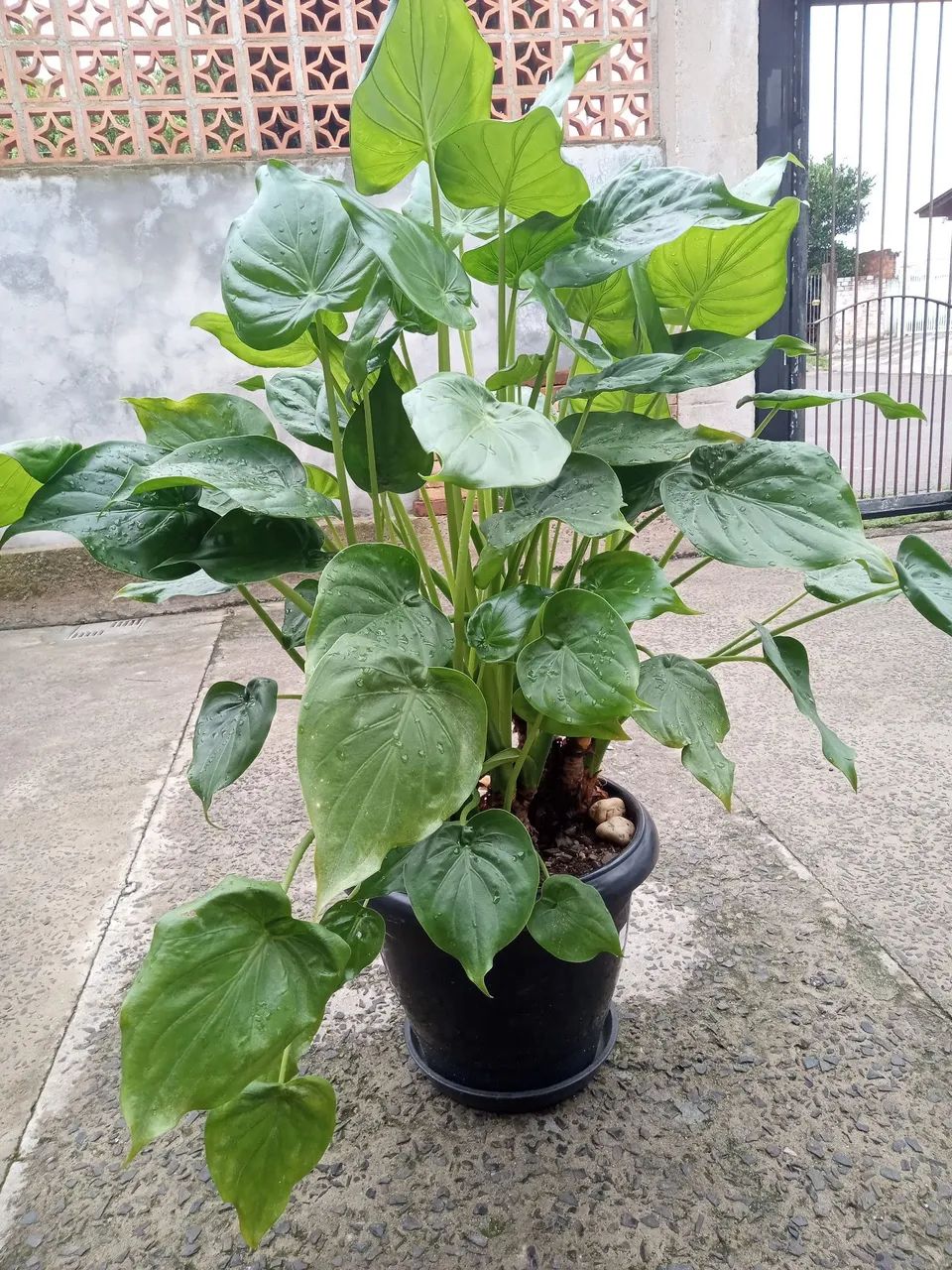 Vaso com planta coração de boi  - Foto 3