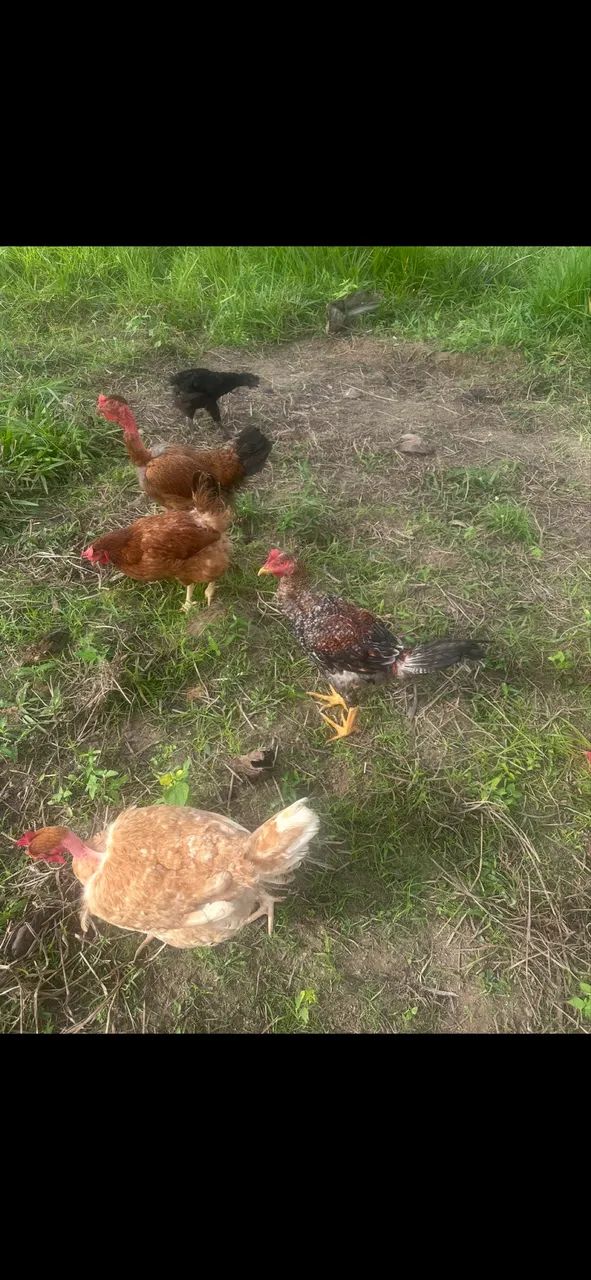 Galinhas e frango - Foto 4