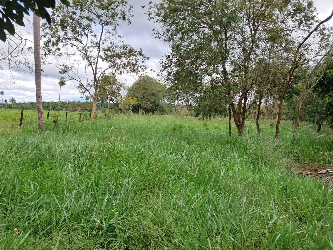 COD500- FAZENDA 23,8 HECTARES 9KM DE TERENOS/MS. - Foto 4