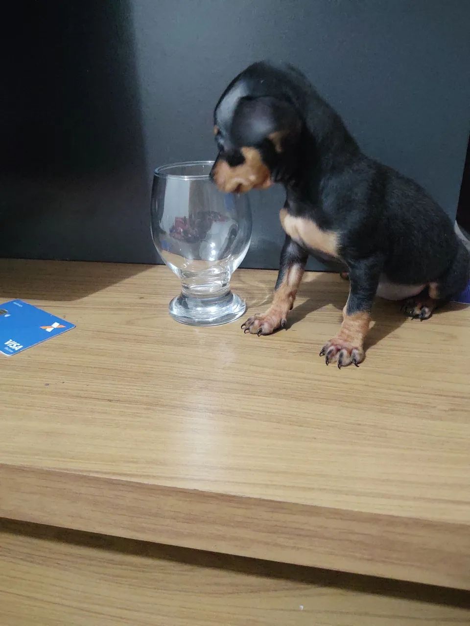 Pinscher  - Foto 2