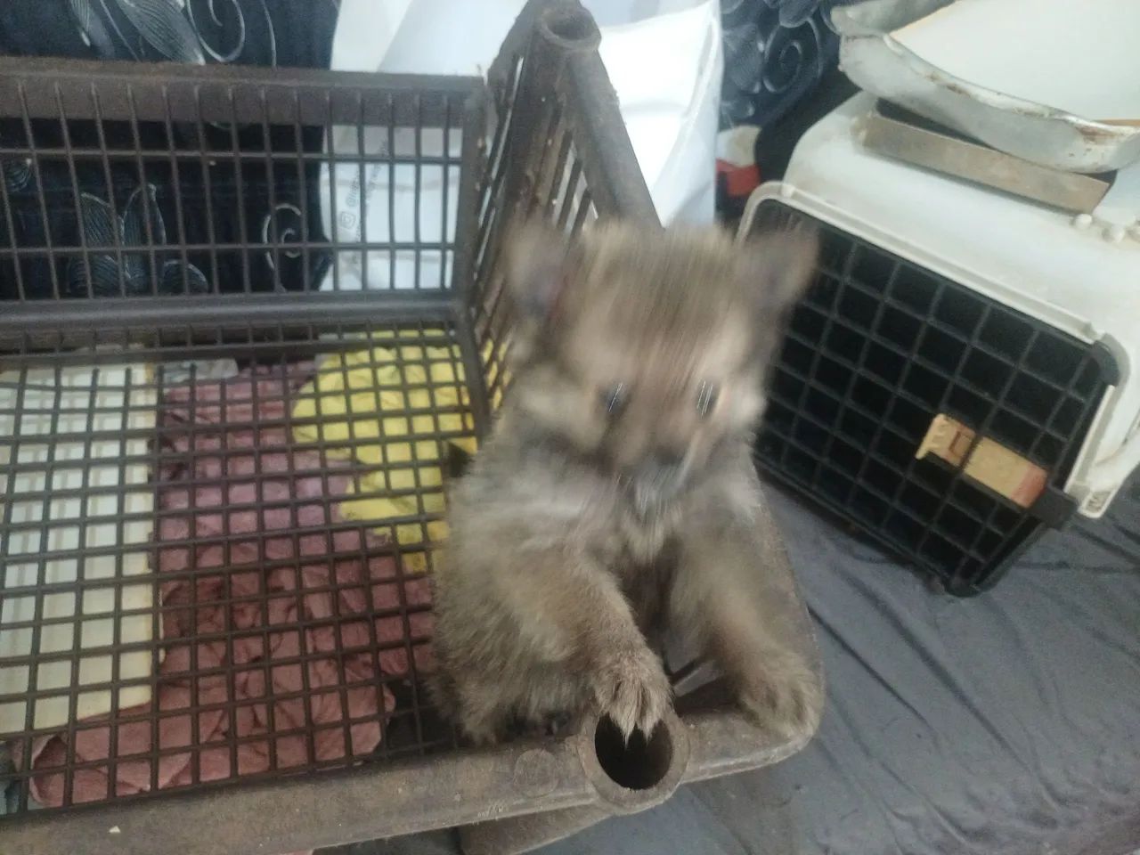 Animais de estimação  - Foto 2