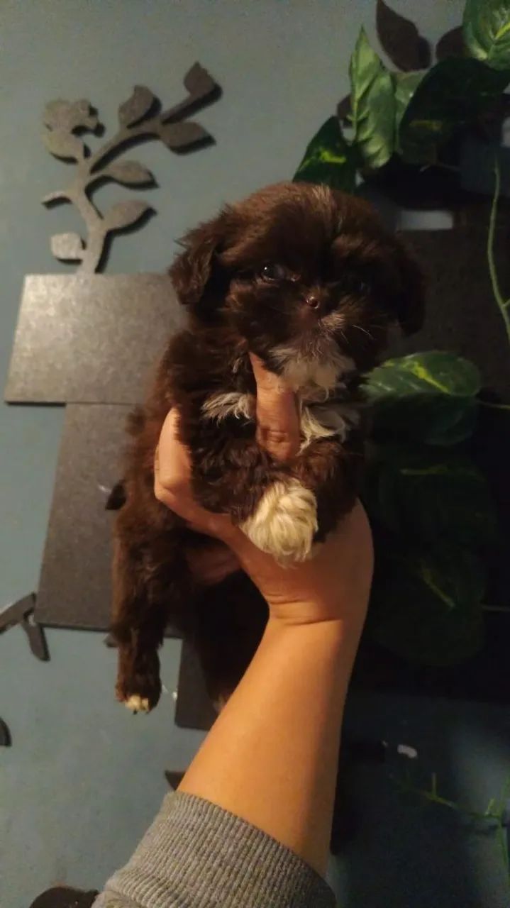 Dog shitzu  macho - Foto 4