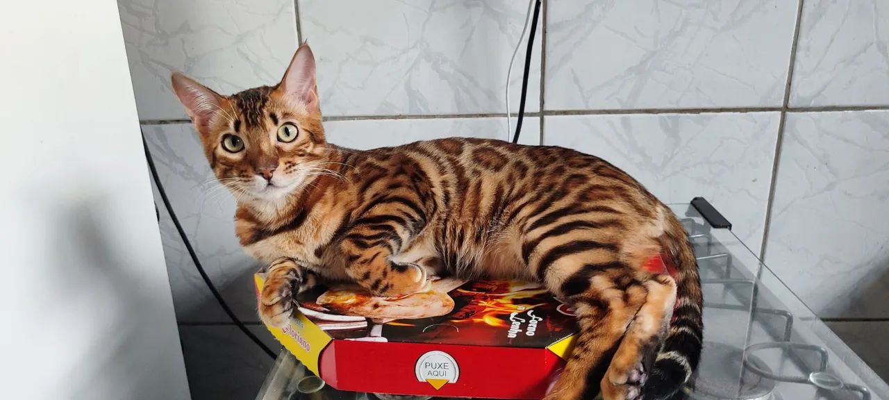 Gato Bengal  - Foto 5