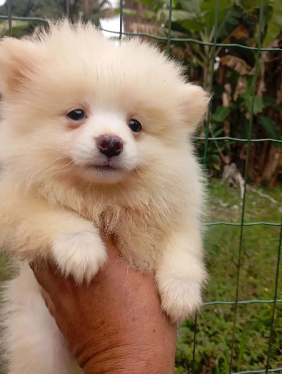 Spitz macho